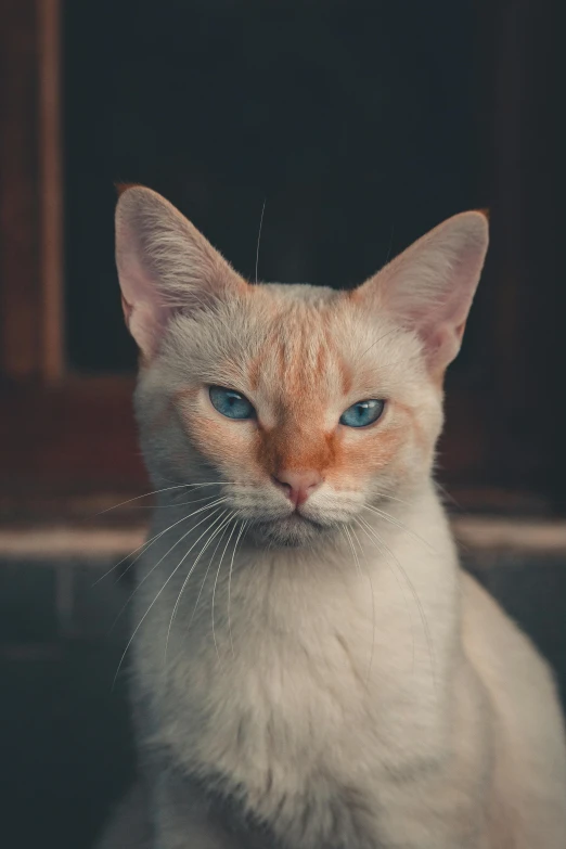 a close up of a cat with blue eyes, a picture, trending on unsplash, renaissance, portrait of albino mystic, long pointy ears, serious business, with a white nose