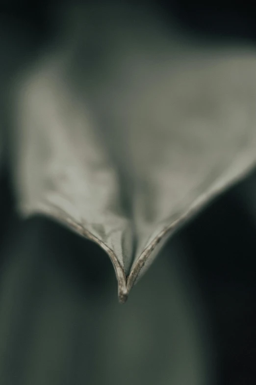a close up of a leaf on a plant, a macro photograph, inspired by Lucio Fontana, unsplash, art photography, grey, folded, metal wings, made of silk paper