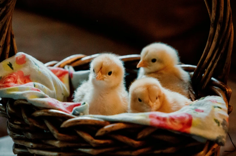 three baby chickens sitting in a basket on a table, pexels contest winner, fan favorite, 2040, farming, adorable design