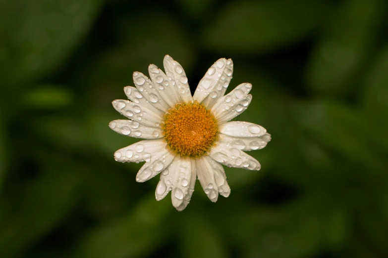 a close up of a flower with water droplets on it, by Matthias Stom, pexels contest winner, chamomile, overcast weather, high-angle, perfect symmetry
