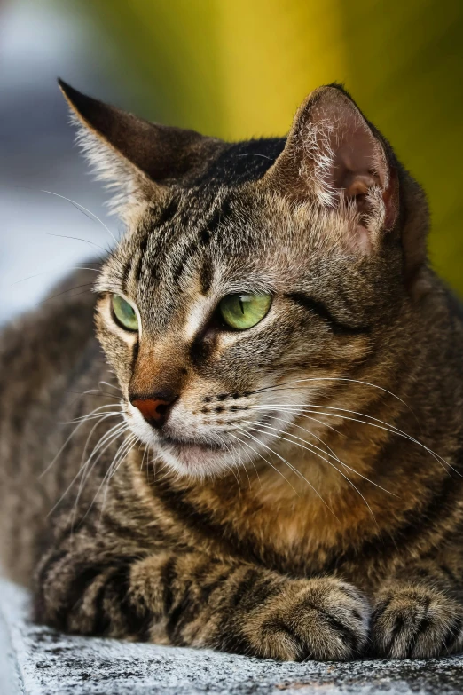 a close up of a cat laying on a floor, emerald, serious focussed look, over-the-shoulder shot, dappled in evening light