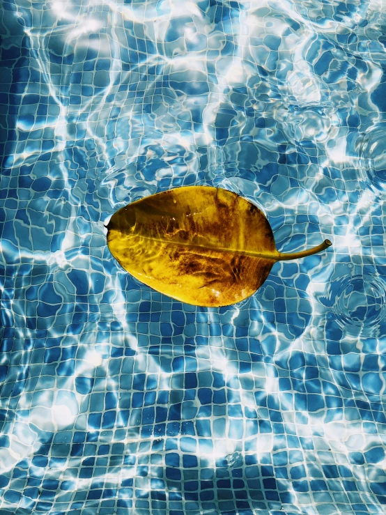 a leaf floating in a pool of water, an album cover, inspired by Elsa Bleda, unsplash contest winner, yellow and blue, ignant, 2000s photo, photographic hyperrealism