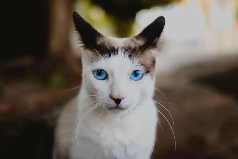 a close up of a cat with blue eyes, pexels contest winner, long pointy ears, white and blue, instagram post, avatar image