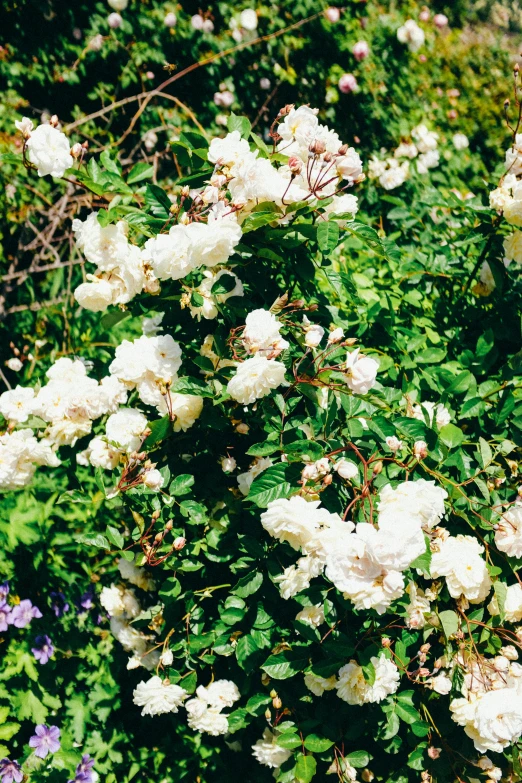 many white roses are blooming among the green foliage