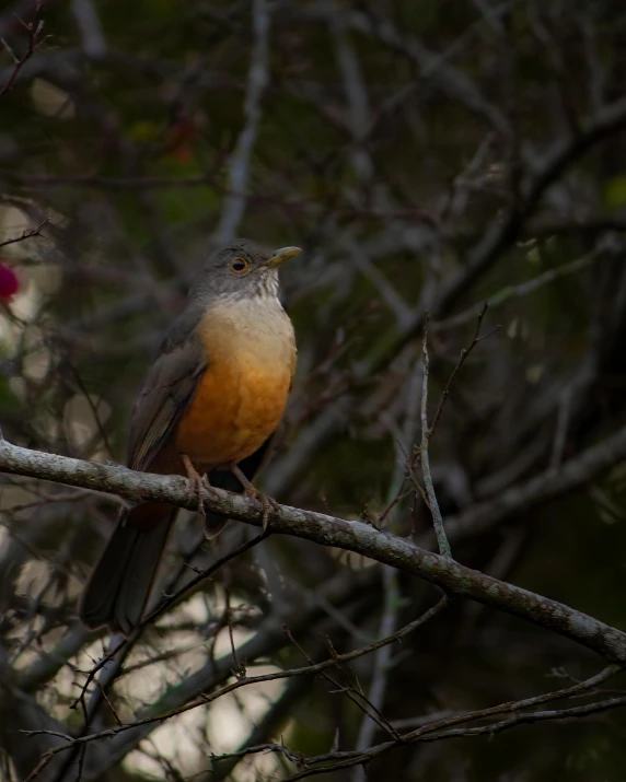 a close up of a bird on a tree nch