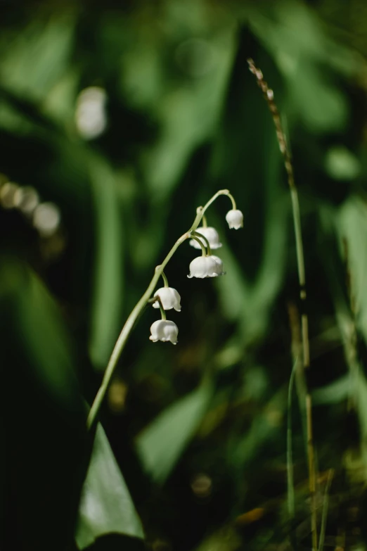 a white flower sitting on top of a lush green field, unsplash, strings of pearls, lily flowers, ignant, shot on superia 400 filmstock