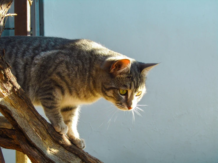 a cat standing on top of a tree branch, in the sun, hovering indecision
