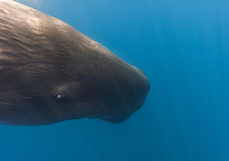 a giant brown animal in the ocean under water