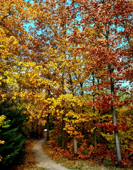 a dirt road surrounded by colorful trees on a sunny day, a photo, by Joe Sorren, renaissance, thumbnail, lots of leaves, overlooking, 8k octan photo