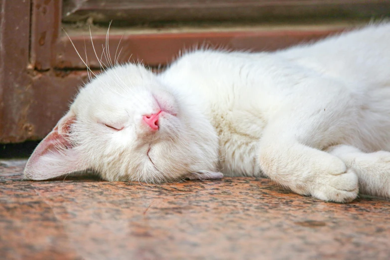 a white cat is sleeping on the ground, by Julia Pishtar, pixabay contest winner, long pointy pink nose, marble white complexion, getty images, liquid cat