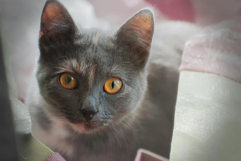 a close up of a cat looking at the camera, grey, she has elf ears and gold eyes, cute photograph, gif