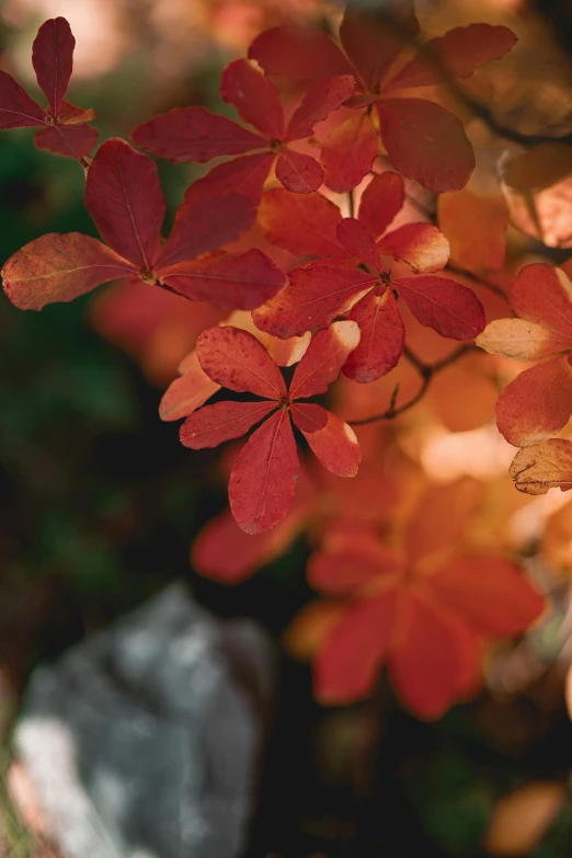 a close up of a plant with red leaves, trending on pexels, pale orange colors, oak leaves, lights on, tall