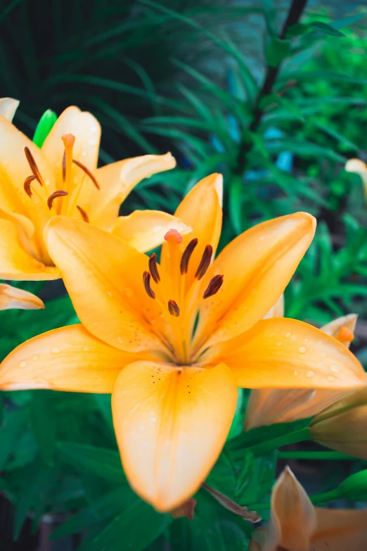 a group of yellow flowers sitting on top of a lush green field, lily flower, vibrant orange, upclose, slightly tanned