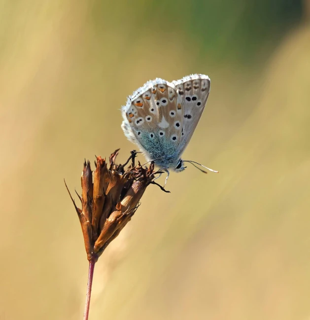 a close up of a butterfly on a flower, by Dave Allsop, pexels contest winner, renaissance, soft grey and blue natural light, in the high grass, minimalist, ilustration