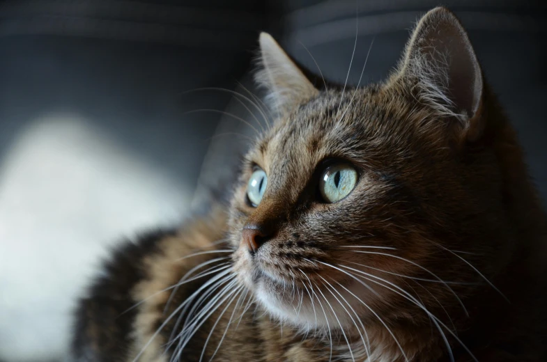 a close up of a cat sitting on a couch, a portrait, unsplash, looking at the sky, lit from the side, wide eyed, warrior cats