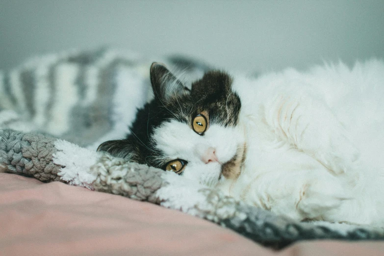 a cat laying on top of a blanket on a bed, trending on pexels, furry art, heterochromia, bedhead, tuxedo cat, female gigachad