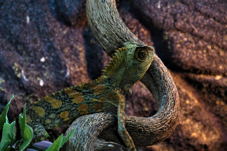 a lizard sitting on top of a tree branch, by Adam Marczyński, pexels contest winner, curved horned dragon!, vivarium, ultra textured, various posed