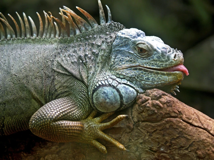 a close up of a lizard on a rock, by Elizabeth Durack, pexels contest winner, sumatraism, cocky smirk, panels, grey skinned, with a very large mouth