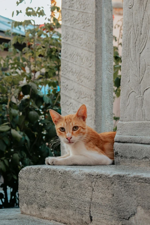 an orange and white cat sitting on some steps, a statue, unsplash contest winner, marble columns in background, red - eyed, around 1 9 years old, split near the left