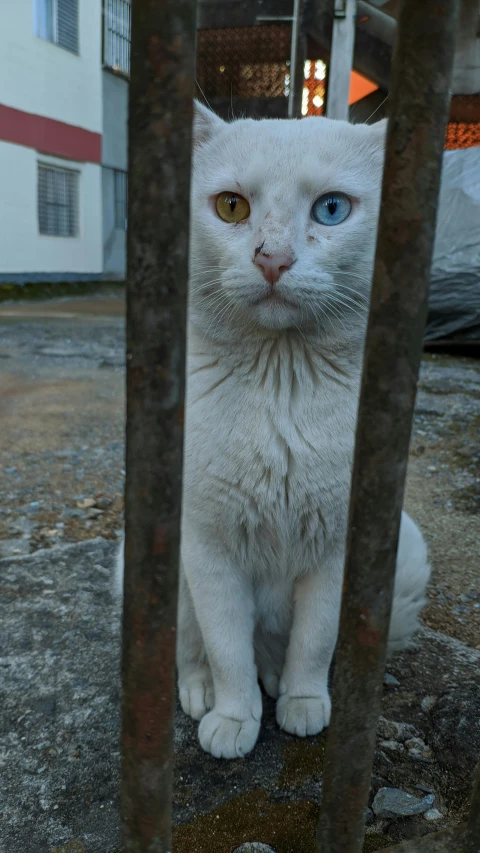 a white cat with blue eyes behind bars, an album cover, flickr, photorealism, heterochromia, taken with sony alpha 9, square, tourist photo