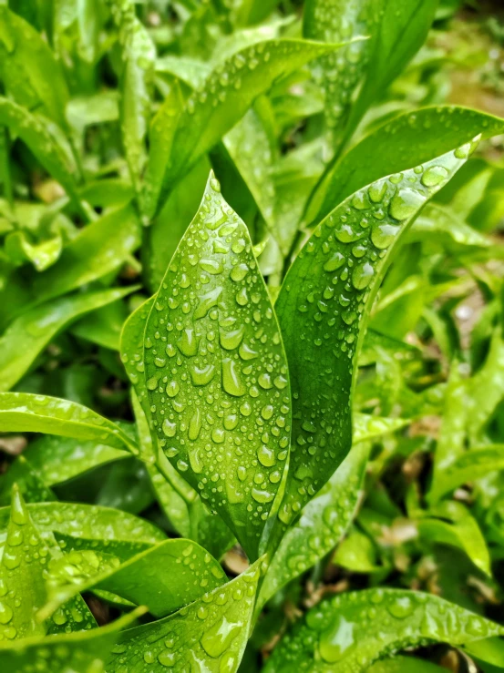 a close up of a plant with water droplets on it, green tea, 🍸🍋