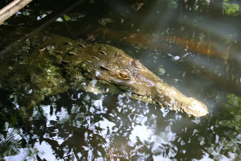 a close up of a crocodile in a body of water, in the jungle
