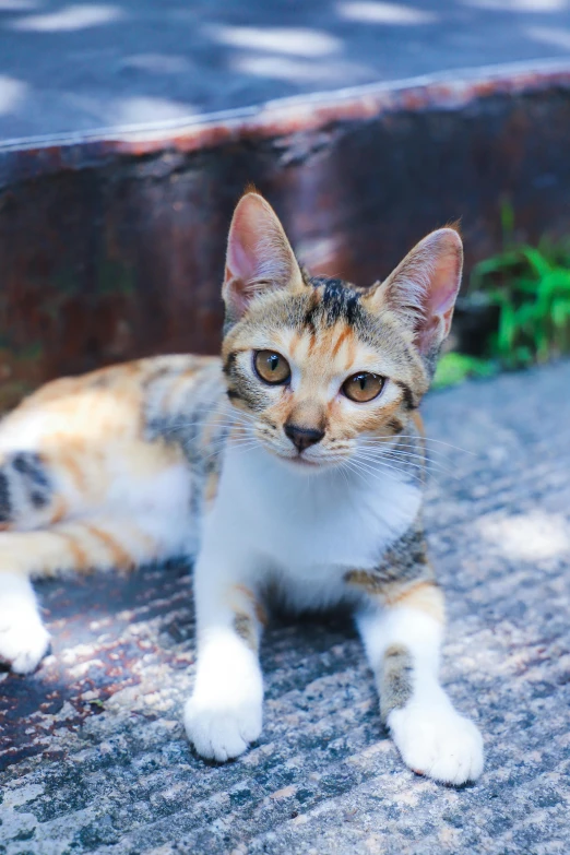 a cat that is laying down on the ground, unsplash, she is facing the camera, sitting down, avatar image, short neck