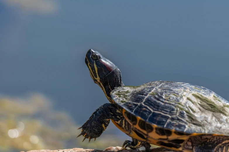 a small turtle sitting on top of a rock, by Jan Tengnagel, pexels contest winner, renaissance, standing sideways, donatello, closeup 4k, fan favorite