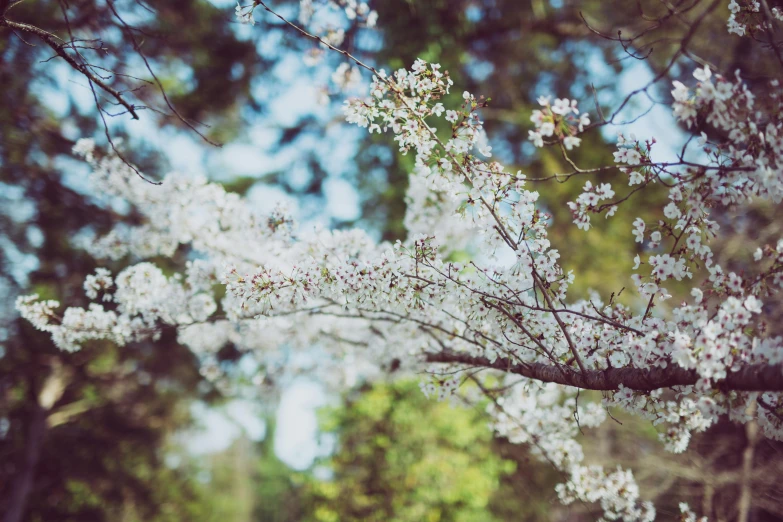 a bunch of white flowers that are on a tree, unsplash, detailed trees in bloom, seasons!! : 🌸 ☀ 🍂 ❄, bokeh”, miranda meeks