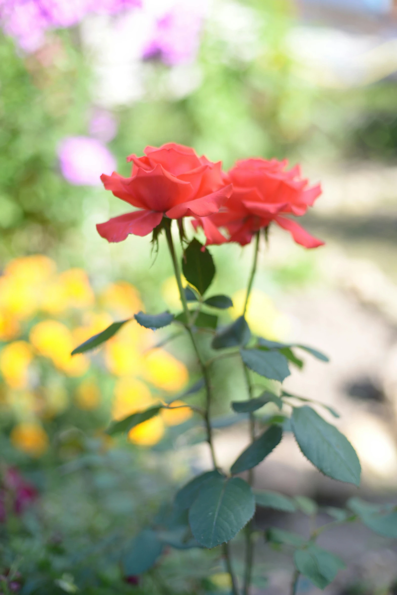 the red roses are blooming all along the sidewalk