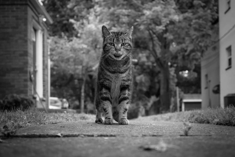 a black and white photo of a cat walking down a street, by Felix-Kelly, unsplash, photorealism, portrait of garfield, 2 4 mm iso 8 0 0, standing straight, frontal pose