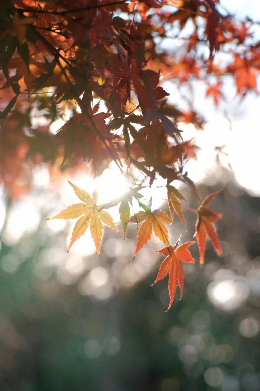 the sun shines through the leaves of a tree, inspired by Kanō Shōsenin, unsplash, autumnal colours, detail shot, decorations, paul barson