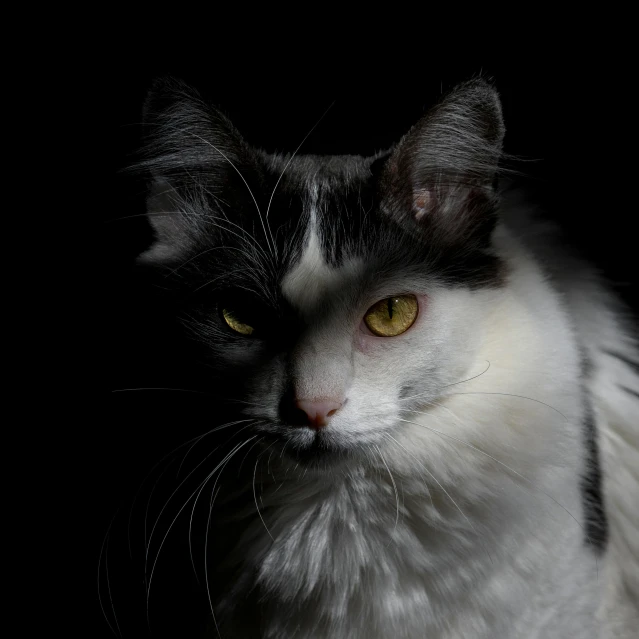 a black and white cat with yellow eyes, a portrait, by Jan Tengnagel, pexels contest winner, photorealism, fluffy ears and a long, shot at dark with studio lights, 2 years old, an intricate