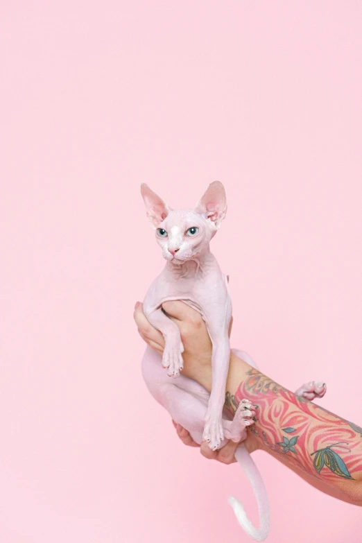 a white cat sitting on top of a person's arm, an album cover, trending on pexels, hyperrealism, pastel pink skin tone, sphinx cat, tattooed skin, studio photo