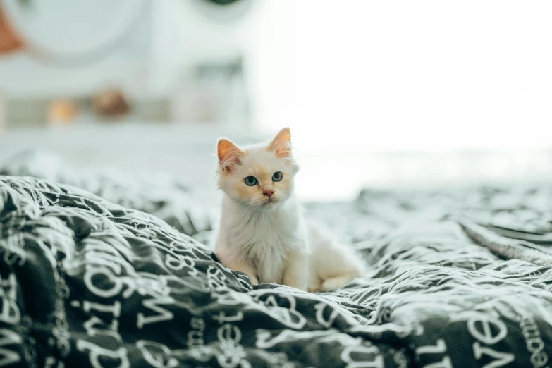 a white cat sitting on top of a bed, trending on pexels, on a velvet tablecloth, un made bed, just a cute little thing, cute adorable