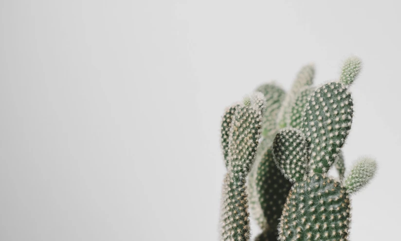 a close up of a cactus plant with a white background, by Carey Morris, trending on unsplash, minimalism, on a gray background, low quality photo, background image