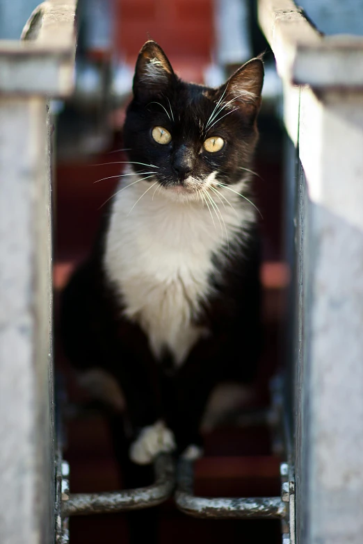 a black and white cat sitting in a window, front facing the camera, on the sidewalk, looking up at camera