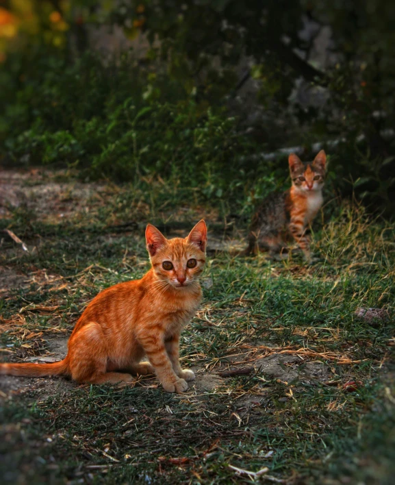 a couple of cats sitting on top of a grass covered field, pexels contest winner, a photograph of a rusty, warm glow, ground - level medium shot, small and sharp pupils