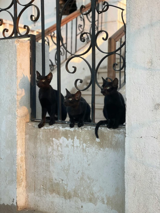 a group of cats sitting on top of a window sill, an album cover, by Bernie D’Andrea, trending on unsplash, les nabis, dressed in black, made of wrought iron, from italica, on a village