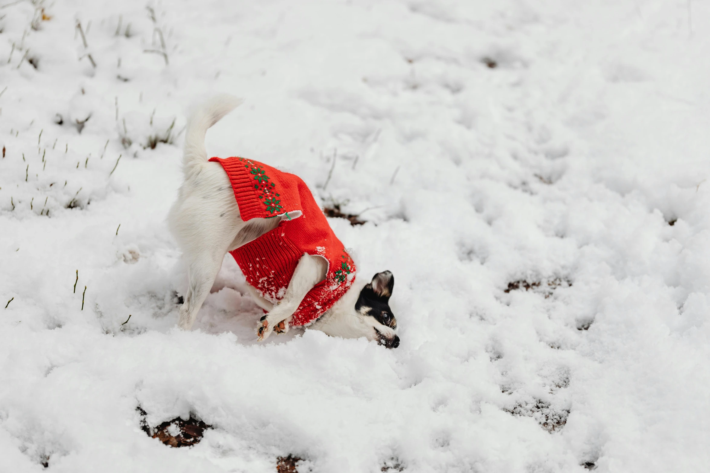 a dog in the snow is wearing a vest