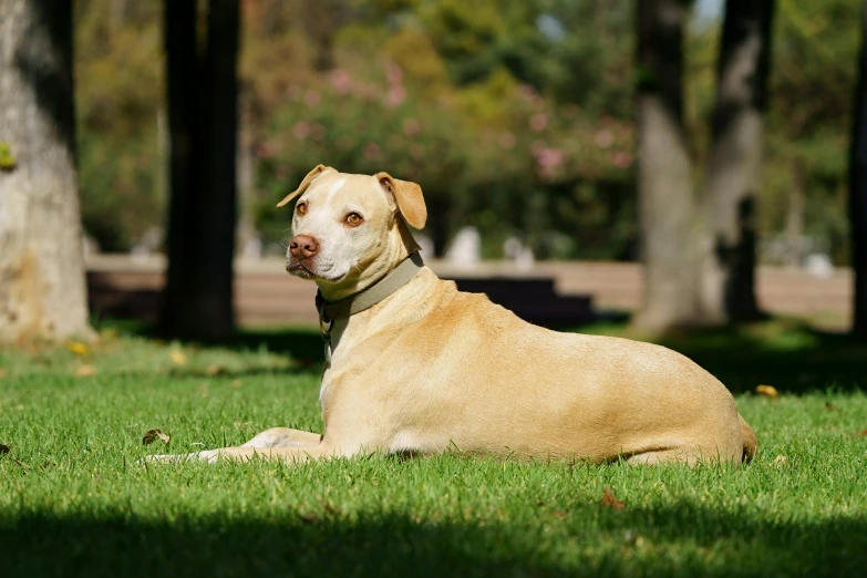 a large brown dog laying on top of a lush green field, sunny day in a park, istock, albino, pits