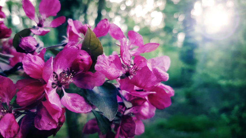 a close up of pink flowers on a tree, a photo, by Lucia Peka, unsplash, purple - tinted, gardening, background image, vintage photo