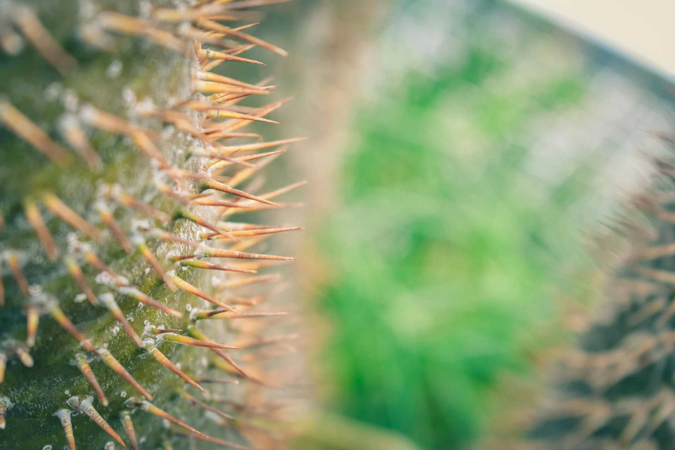 a close up of a cactus plant with a blurry background, a macro photograph, by Adam Marczyński, visual art, long metal spikes, half image, skin spikes