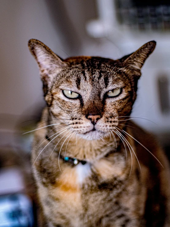 a close up of a cat sitting on a table, scowling, portrait featured on unsplash, high quality image, the angry