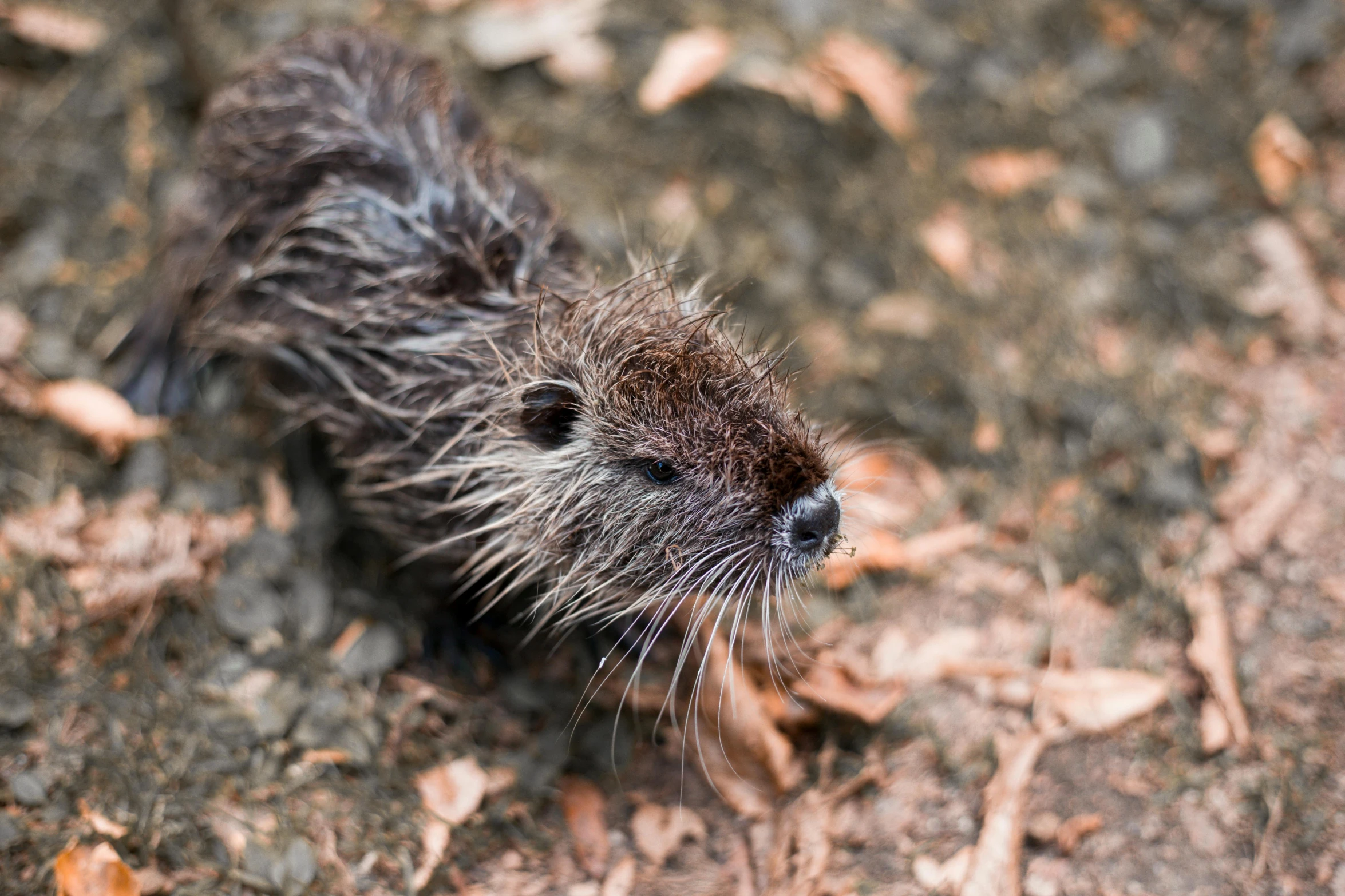 a close up of a wet animal on the ground, by Jan Tengnagel, unsplash, hurufiyya, beaver, けもの, tufty whiskers, mullet