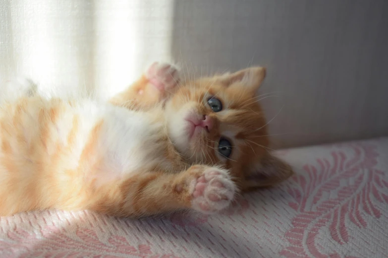 a cat laying on its back on a bed, pexels contest winner, the cutest kitten ever, waving, cute! c4d, an orange