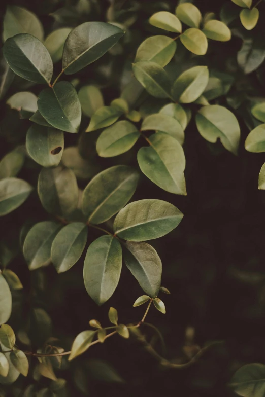 a close up of a plant with green leaves, trending on pexels, natural muted tones, dark, porcelain skin ”, manuka