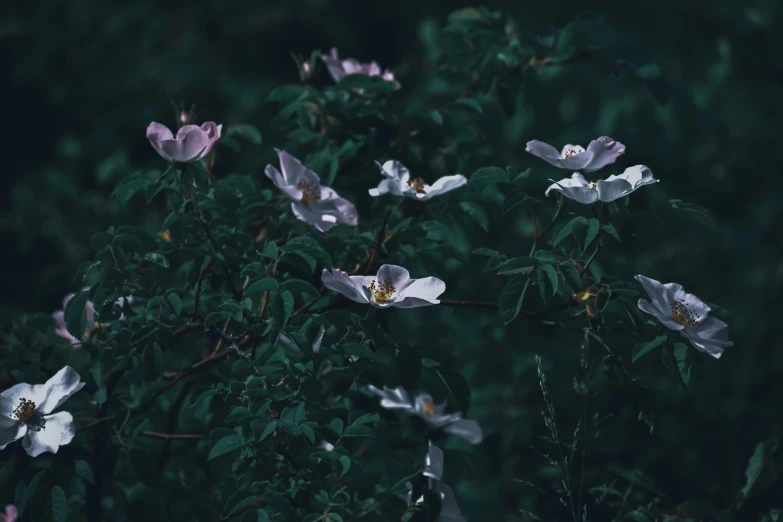 a bunch of white flowers sitting on top of a lush green field, an album cover, inspired by Elsa Bleda, unsplash contest winner, rose-brambles, at evening during rain, dark flower pattern wallpaper, purple flower trees