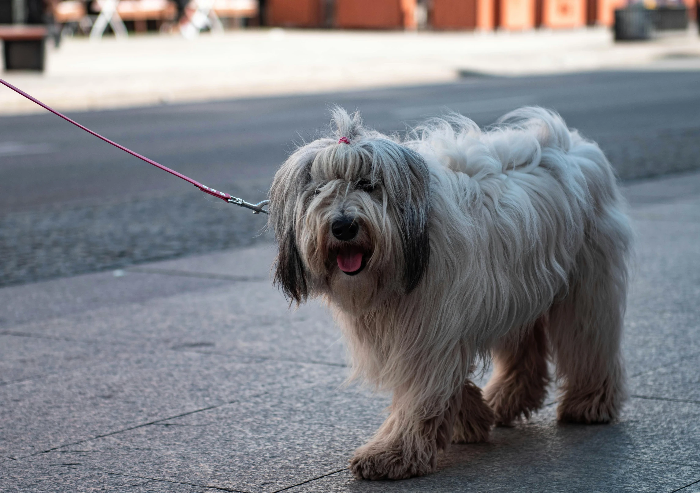 a close up of a dog on a leash on a sidewalk, by Sven Erixson, pexels contest winner, long hair windy, relaxed dwarf with white hair, today\'s featured photograph 4k, mixed animal