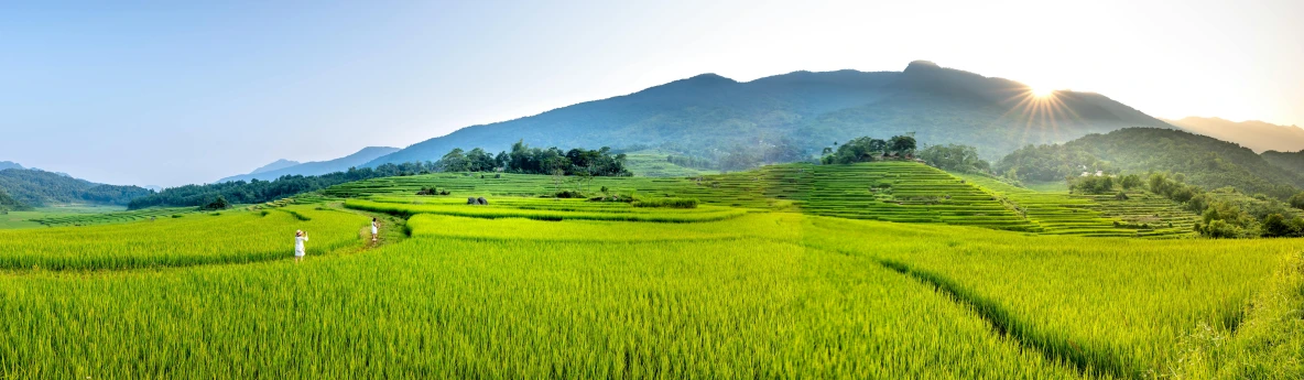 a person walking through a lush green field, by Tom Wänerstrand, trending on unsplash, sumatraism, panorama, vietnam, late afternoon, slide show